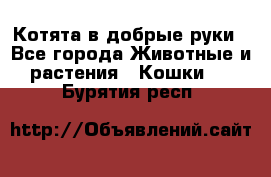 Котята в добрые руки - Все города Животные и растения » Кошки   . Бурятия респ.